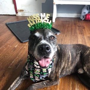 Meet your Posher, Shannon